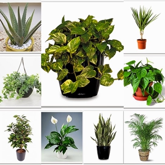 biljke, korisne kućne biljke, Aloe vera, Fikus,  Mirni ljiljan, Svekrvin jezik, Filodendron , Bambus palma