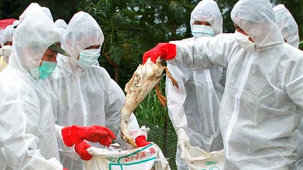 H5N8, virus ptičije gripe , usmrćeno 6000 pataka 