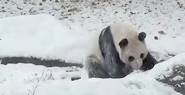 panda , zimske radosti