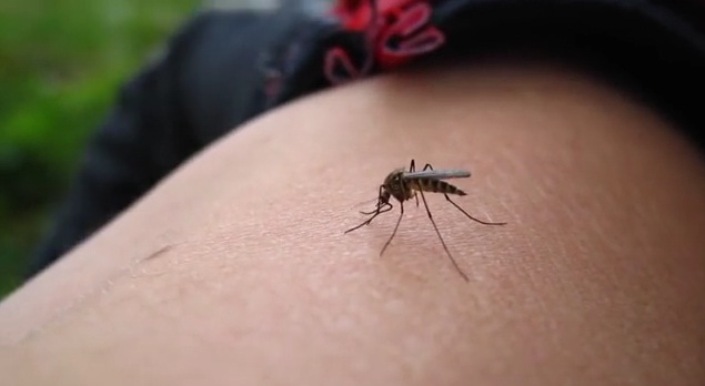 krv, komarci, video, ubod komarca, komarci, razlozi, komarci, tigrasti komarci, ubod komarca, dronovi, komarci, tigrasti komarci