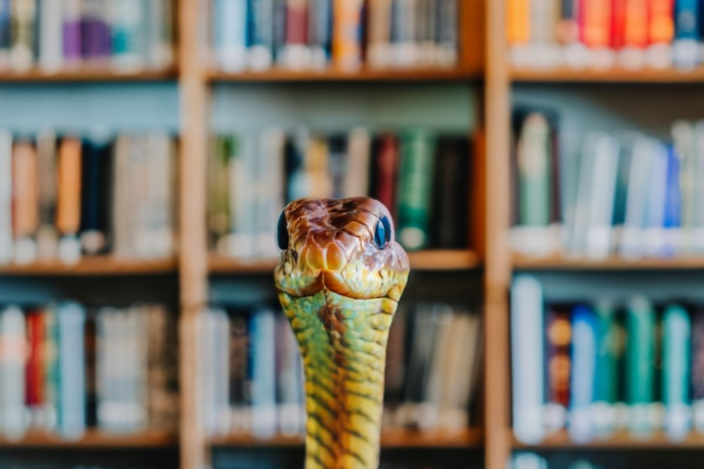 zmija u knjižnici- ilustracija
