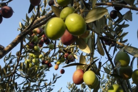 plodovi mediterana, plodovi mediterana, maslinovoo ulje, masline, maslinove grančice, maslinovo ulje, masline, Hercegovina, pčelarstvo, Split, poginuo