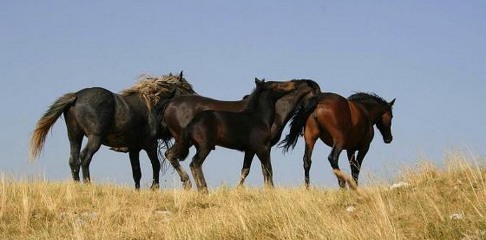 divlji konji, divlji konji, divlji konji, konj, seks, životinje, ljudi, spašavanje, Livno, divlji konji, krug, divlji konji, Cincar, Livno, borova glava, Livno, konji, prometna nezgoda