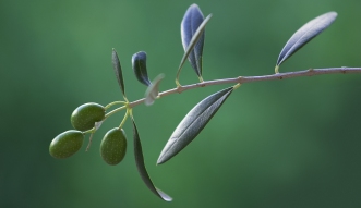 čaj, maslinovo lišće, recept, maslinovo lišće, čaj od maslinova lišća