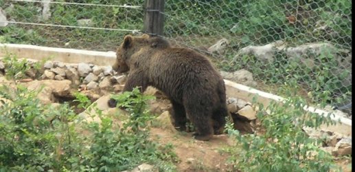 Salem Dedić, medvjed, Tomislavgrad, medvjedica, strah, medvjed, lovac, Gorski kotar, medvjed, napad