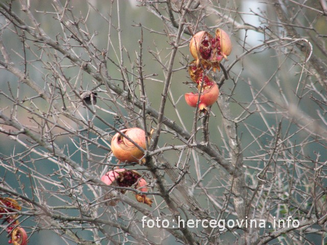  Ljiljana Tolj, Hercegovina, Daniela Škegro, Hercegovina