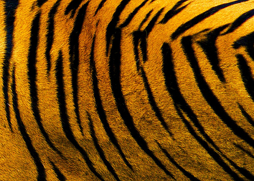 tigar, koža, Vrgorac, ravče-vrgorac, tigar