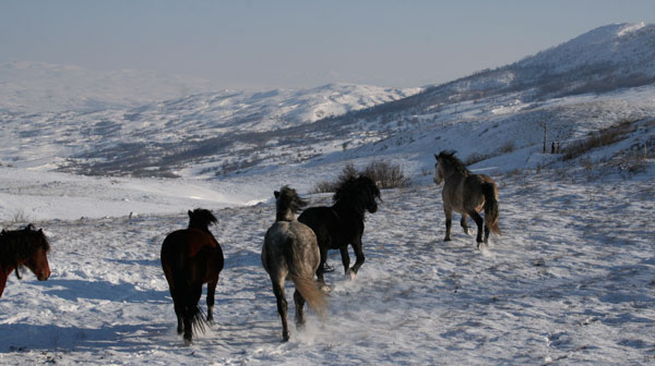 Šujica, Livno, konji, divlji konji