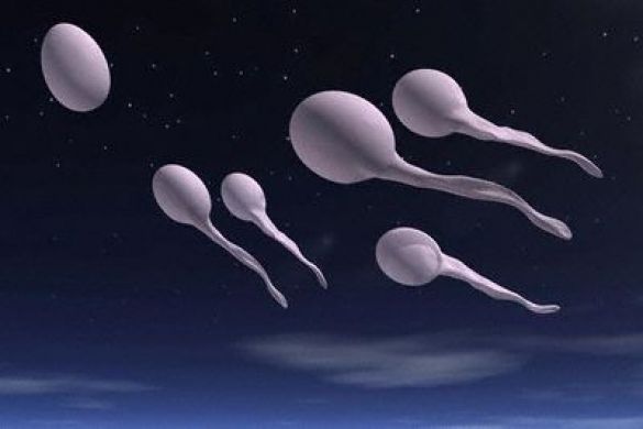 sperma, sperma, donacija, biolog, sperma, srčani udar, donacija, muškarci, spermiji, postojati, spermiji, broj spermija, stanice spermija