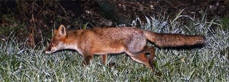 Lisice, Tomislavgrad, kod kuće , Imotski, lisica