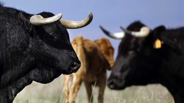 krava, posavski obzor, bik, glasnogovornik zadarske Policijske uprave, paklenica, Velebit, bik, klaonica, krava, krađa, bik, foča