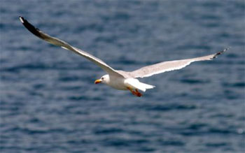 otac, galebovi, jadran