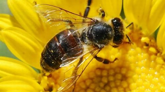 zanimljivosti, pčele, Hercegovina, Propolis, sprečava stvaranje zubnih naslaga i karijesa, jača zubnu pulpu, kroničnu upalu desni, ublažavanje upalnih procesa, antivirusno, antimikotičko, Grude, pčele, ubod, posljedice, insekti, pčele i med, napad, smrt, prirodni med, Čisti med , pčele, pčelari, pčele, nestanak, med, RAK, izlječenje, promicanja pčelarstva, pčelarstvo, Tomislavgrad, Duvanjski vrisak, Propolis