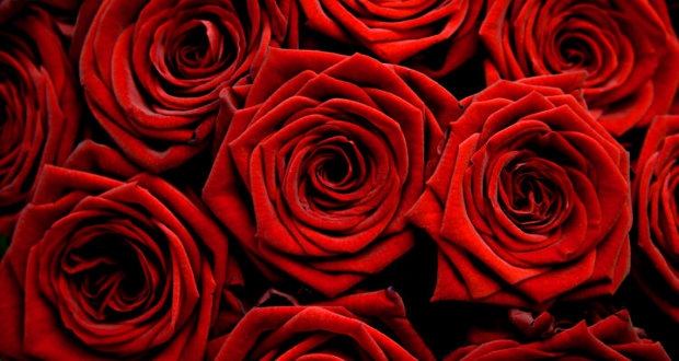 dan žena, Vjekoslav Bevanda, dan žena, čestitka, anita brajković, dan žena