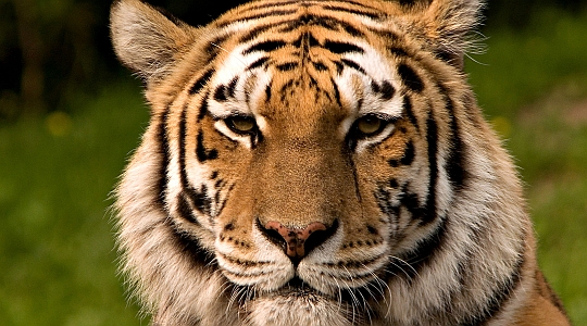 tigar