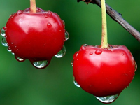 trešnja, poslovniportal.ba, Raimondo de Cardone, trešnje, voće, top 10 zdravih namirnica, namirnice umjesto tableta, trešnje, voće, razlozi, trešnja, sajam trešnje