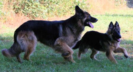 prehrana pasa, psi, Pas, vjerni kućni ljubimac