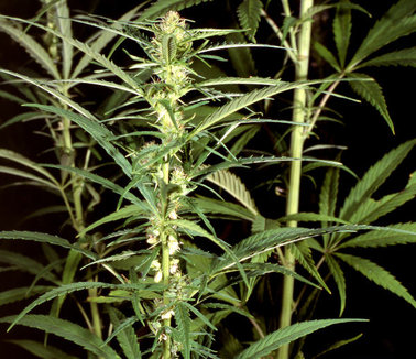 indijska konoplja, Hutovo blato, marihuana, uhićenja, indijska konoplja, osumnjičeni, Livno, indijska konoplja, pritvor