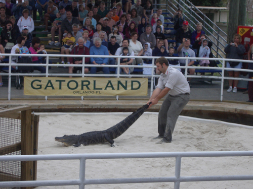 aligator, hercegovački vicevi, krokodil