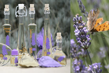 lavanda, lijek, čaj, miris, korisne kućne biljke, zdravlje, prirodni lijek