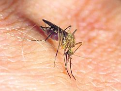  Svaštara Isijecite ovo VOĆE na pola i stavite u sobu: Više nikada nećete vidjeti komarce!