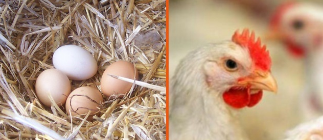 kokoš, jaje, pitanja, odgovori