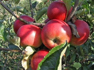 jabuka, vitamini, jabuka, sokovi, šećer, jabuke, plodovi biljke otrovni, namirnice, poljoprivrednici, hercegovački poljoprivrednici, Hercegovina