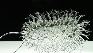 bakterije, bolest, bakterija, rusi, život