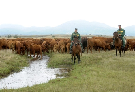 stoka, farma, ispaša, stoka, Tomislavgrad