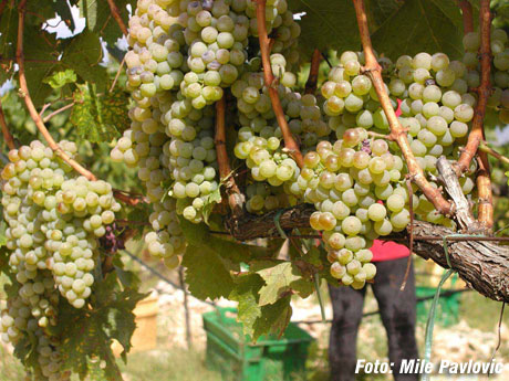 trganje, grožđe, Berba grožđa, Dani berbe grožđa,  Dani berbe grožđa Brotnjo, Dani berbe grožđa