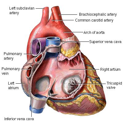 zdravlje, srce, operacija, srce, zdravlje, Savjet, pomoć, srce, srce, zdravo srce, za srce i krvotok, jača srce, srce, ljudsko srce, kronične srčane bolesti , ugradnja stenta