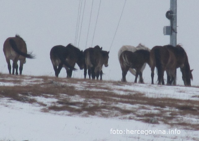 divlji konji, Livno, divlji konji, krug