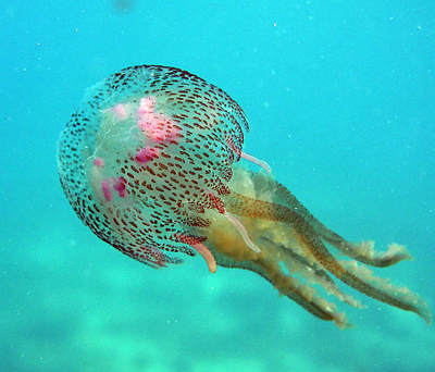 meduza, japan, svijet