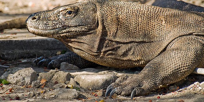 gušter, komin, varan