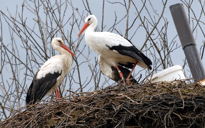 rode, klepetan, malena, klepetan, malena, ljubav, klepetan, malena, rode, klepetan, malena, klepetan, malena, klepetan, malena, klepetan, klepetan, malena, malena, klepetan, video, pomirenje