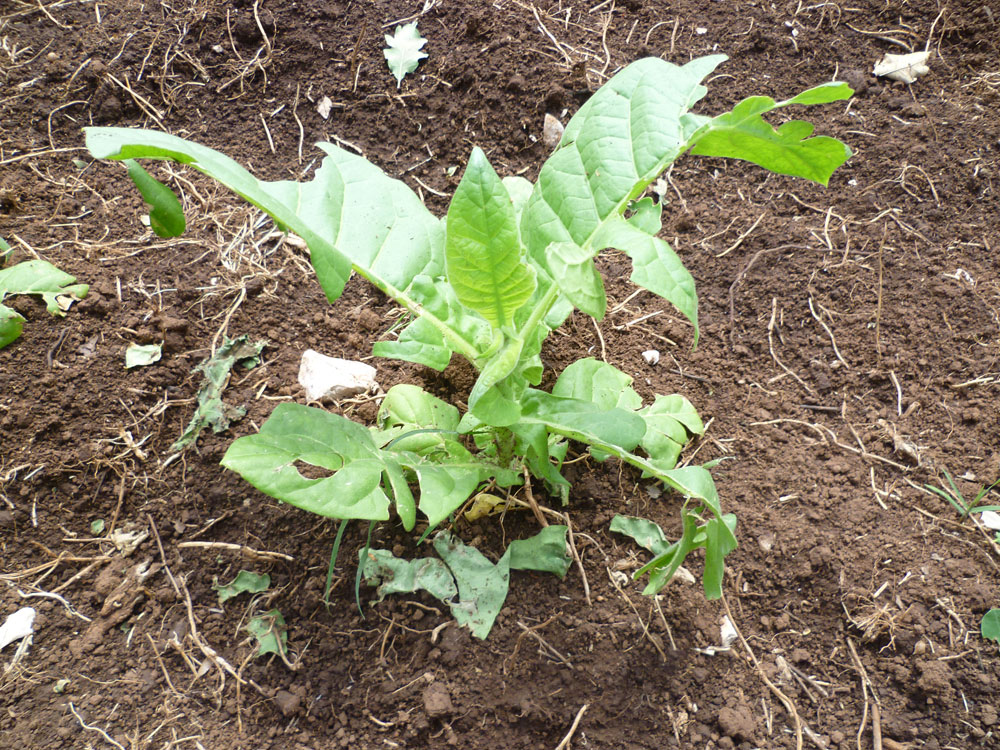 ružići, duhan, krađa, duhan, Hercegovina