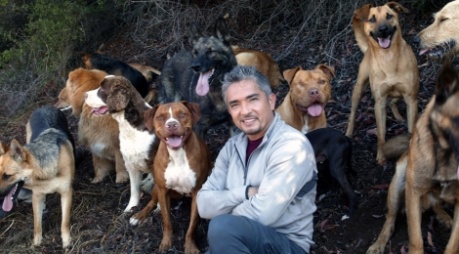 Cesar Millan, Šaptač psima