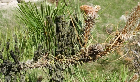 gusjenice, Dalmacija, Hercegovina