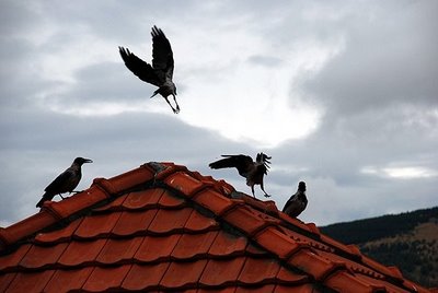 vrane, Sarajevo, napad, vrane