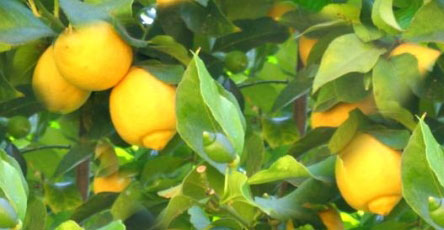 limun, limunova ulja, vitamina C, depresija, tjeskoba, jača koncentraciju, štiti od virusa, dezinficira rane, recept, zdravlje, krvna slika, limun, Turska, kancerogene tvari, zdravlje