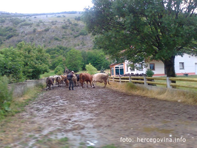 Tomislavgrad, bolesti, goveda