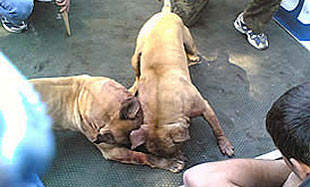 Ljubuški, psi lutalice, napad