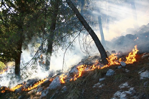 požar, Čapljina, Čapljina, požar, vatrogasci, požar, požar, Hutovo blato, Posušje, požar