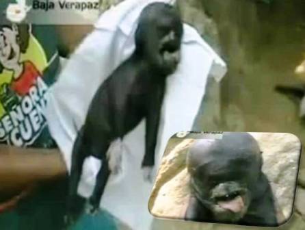 gvatemala, svinja, ljudska glava