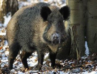 divlje svinje, trihineloza