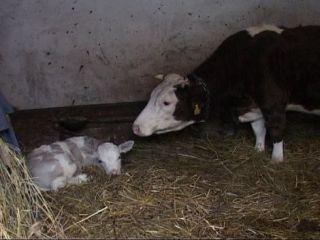 tele, čačak, Milka