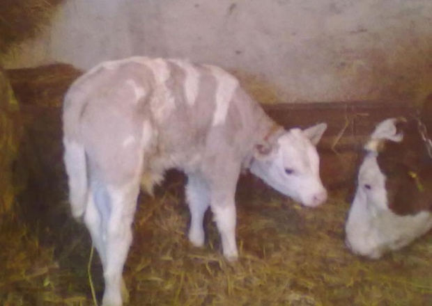 tele, čačak, Milka, tele, Milka, čačak, jagodina