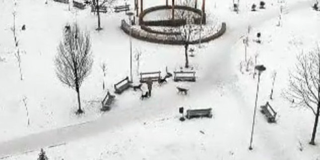 Sarajevo, psi, lutalice, napad