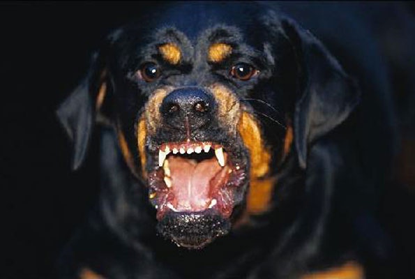 psi zaklali janjće, županja, PP Županja