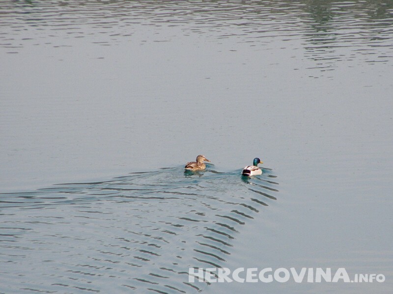 Patke na Neretvi